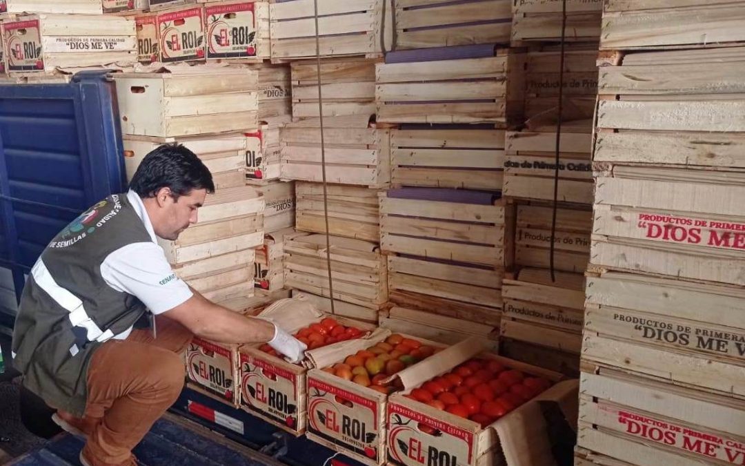 Incautan más de 14 mil kilos de tomate, presumiblemente de contrabando