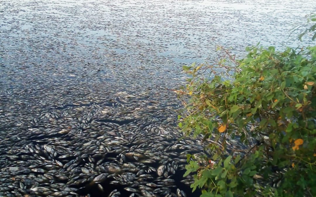 Mortandad de peces en Oviedo: intervienen planta de tratamiento cloacal de Essap