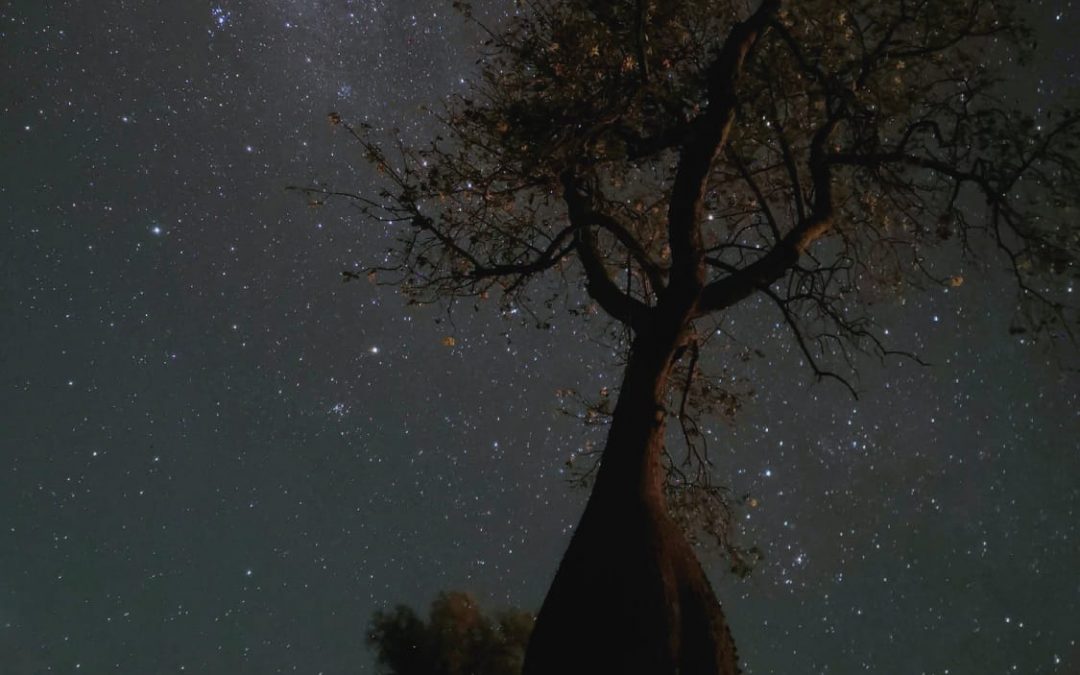 Extienden plazo para inscribir a tu árbol al concurso Colosos de la Tierra