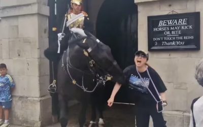 Londres: turista fue mordida por un caballo de la Guardia Real