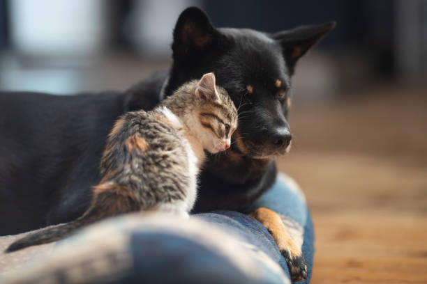 Senado aprueba 6 años de cárcel por maltrato animal