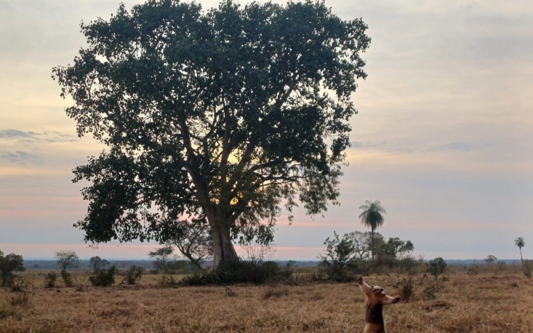 A Todo Pulmón anunció al ganador de la Mejor Fotografía de la Naturaleza