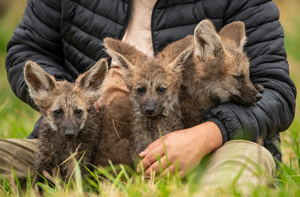 Refugio celebra nacimiento de tres aguara guasu, especie en peligro de extinción