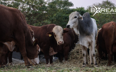 MAG entregó toros reproductores a comisiones comunales de Guairá