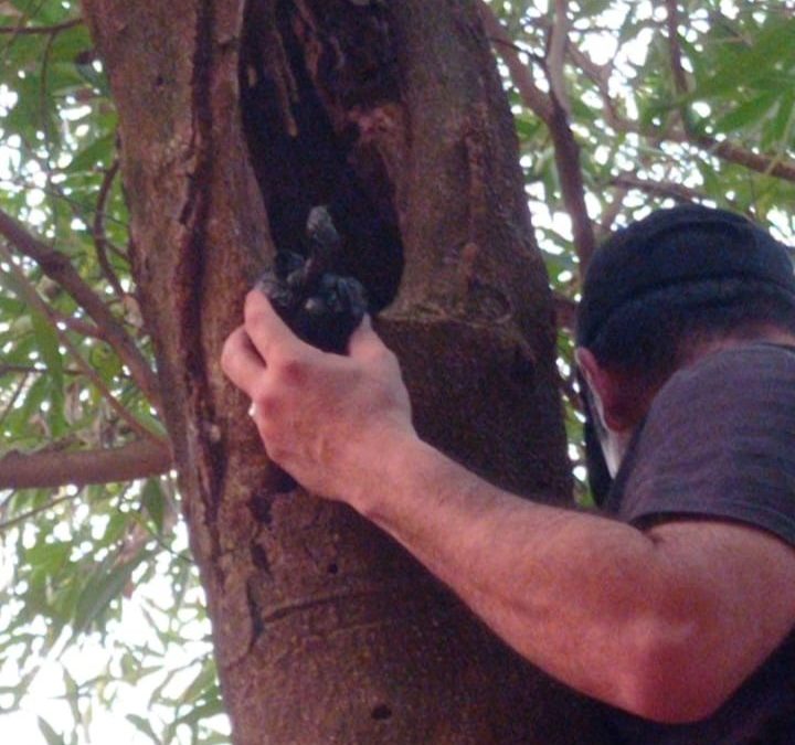 Hernandarias: microtraficantes ocultaban drogas en el tronco de un árbol