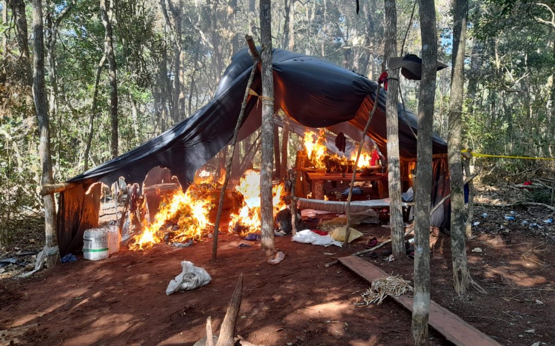 Senad destruye campamentos narcos y plantaciones de marihuana en Reserva Morombí