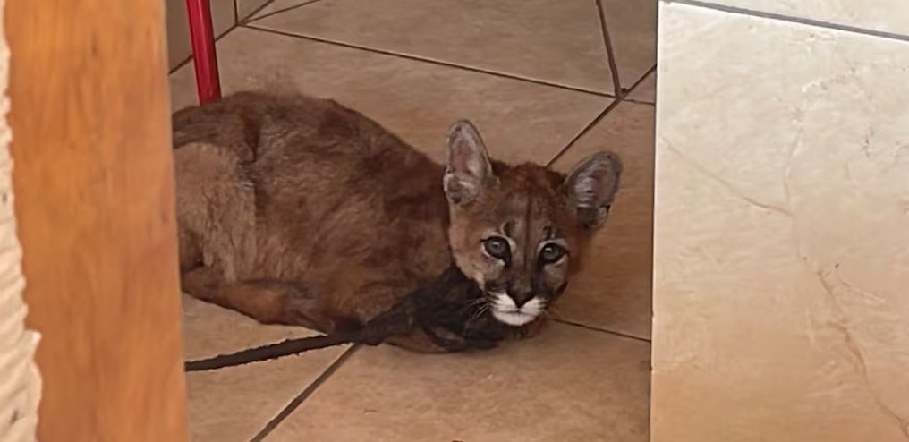 Rescatan a un cachorro de puma desnutrido en Loma Plata