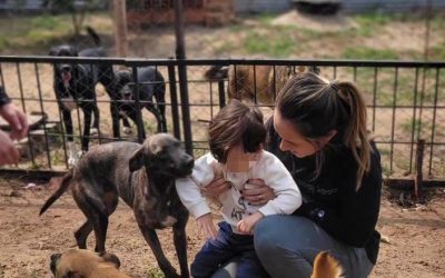 En memoria de Marcelo Pecci, lanzan campaña solidaria para un refugio de animales