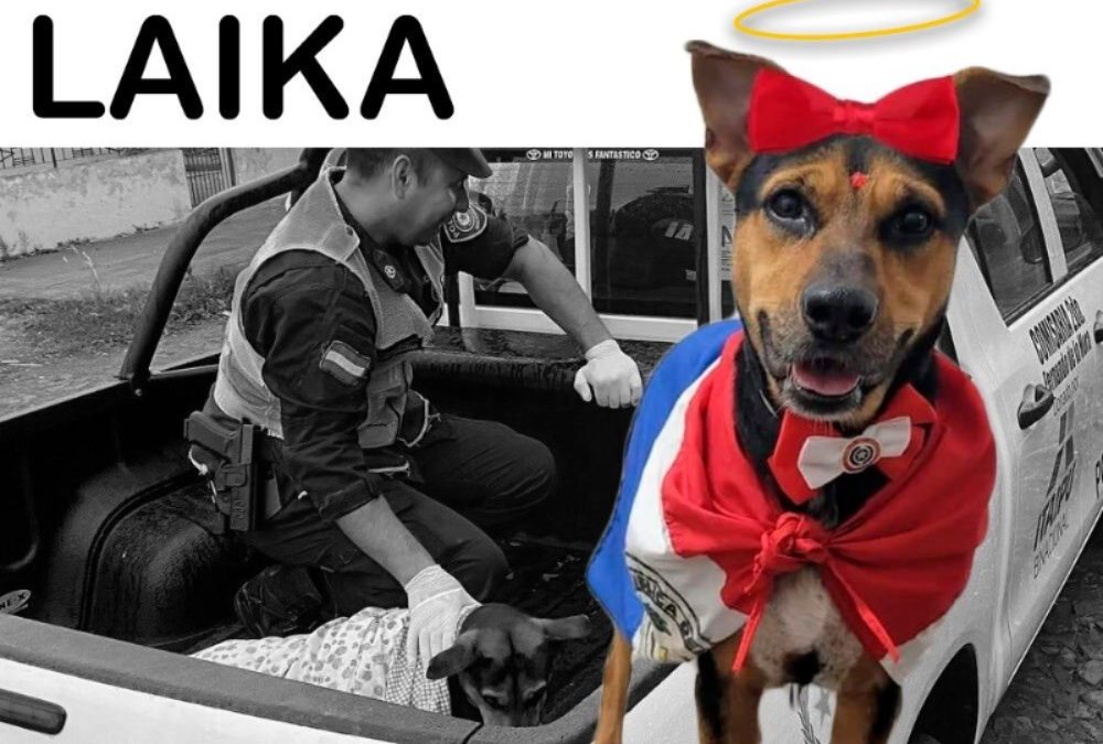 Murió «Laika», la perrita que fue apuñalada tras defender a su dueño