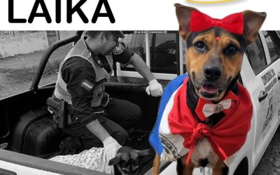 Murió «Laika», la perrita que fue apuñalada tras defender a su dueño