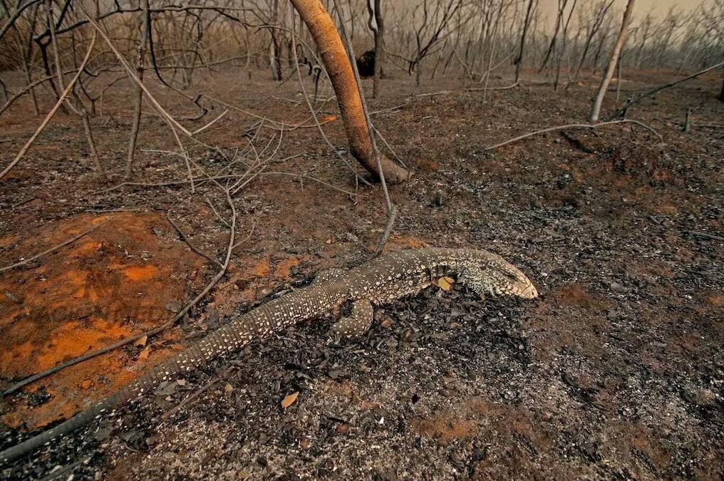 Este martes se conocerá al ganador del Premio Nacional de Periodismo Ambiental