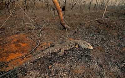 Este martes se conocerá al ganador del Premio Nacional de Periodismo Ambiental