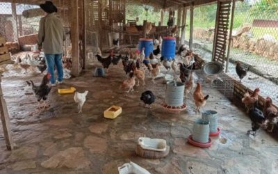 Privados de libertad incursionan en la cría de aves de corral en Emboscada