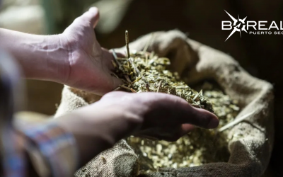 Aseguran que la exportación de la yerba mate no afecta calidad del producto