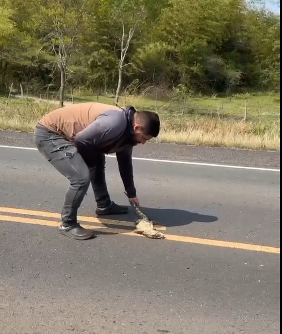 Intentó rescatar a un lagarto herido en medio de la ruta y fue atropellado