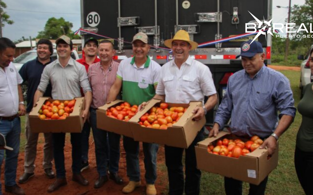 Exportación de tomate a la Argentina superó las expectativas