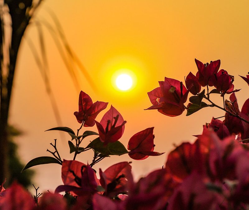 Anuncian jueves caluroso y sin lluvias para ver a la Albirroja