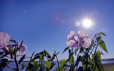 Meteorología anuncia un domingo cálido y caluroso