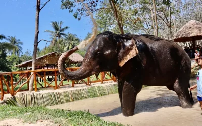 Elefante mata a turista española en un santuario en Tailandia