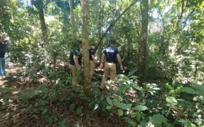 Hombre de 67 años falleció aplastado por un árbol en Alto Verá