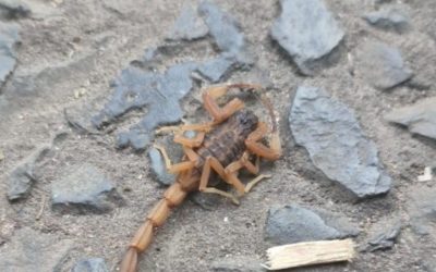 Piden extremar cuidados ante aparición de alacranes por intenso calor