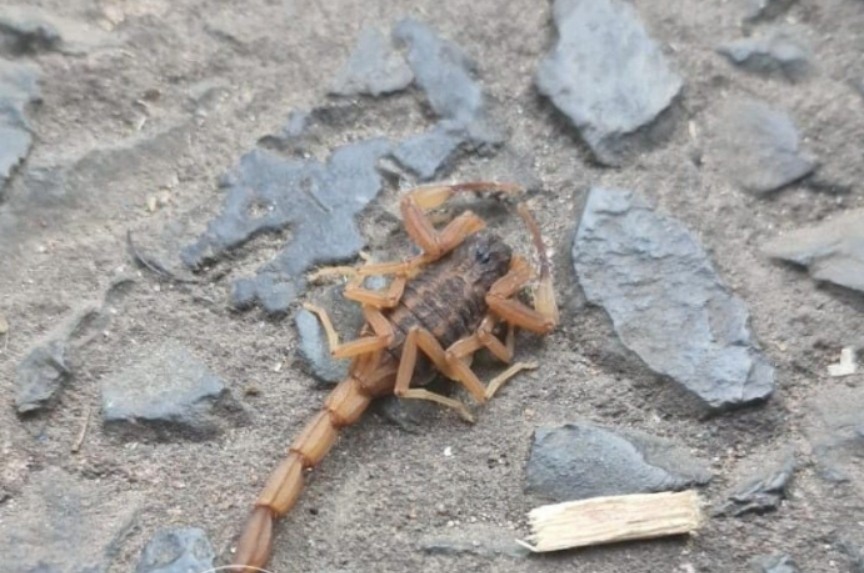 Piden extremar cuidados ante aparición de alacranes por intenso calor