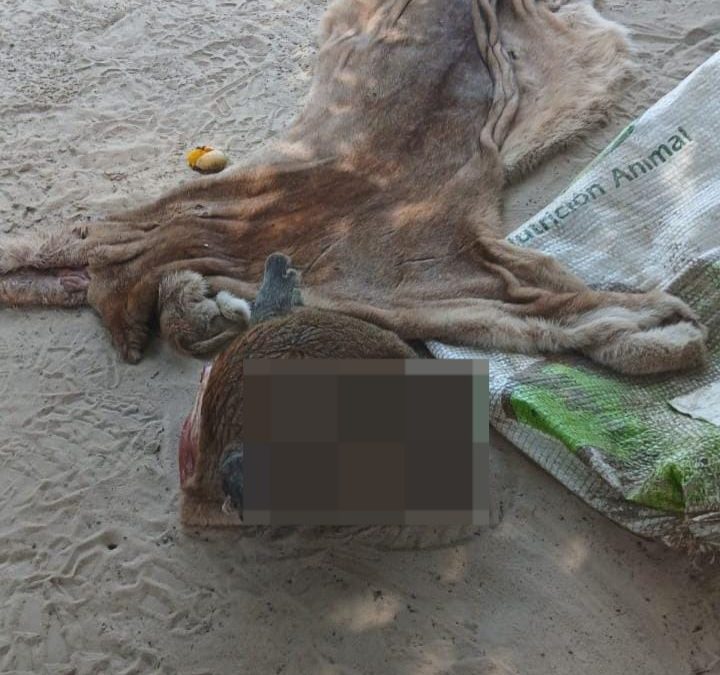 Imputan a tres hombres que faenaron hasta un puma en el Chaco