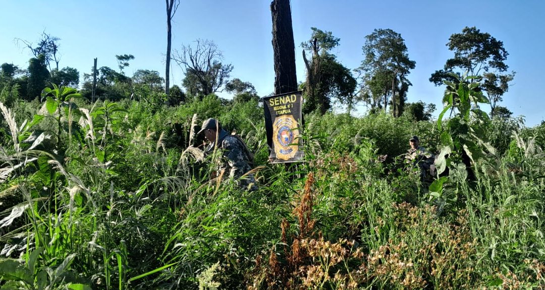 SENAD destruye 24 toneladas de droga dentro del Parque Nacional Caazapá