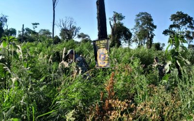 SENAD destruye 24 toneladas de droga dentro del Parque Nacional Caazapá