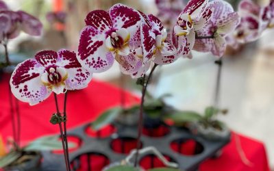 Por el Día de los Enamorados, MAG realiza feria de orquídeas