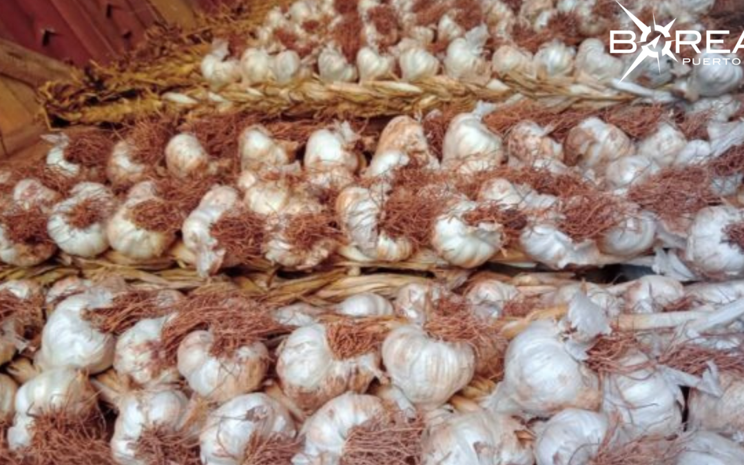 Buscan impulsar la reactivación del cultivo de ajo en Paraguay