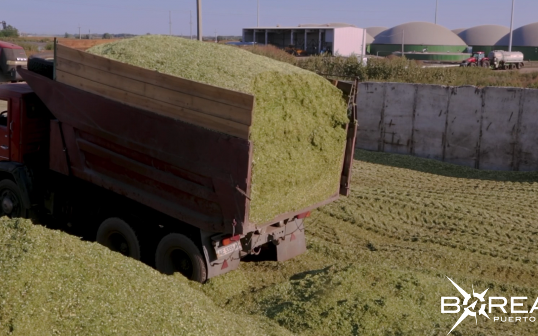Cultivo de sorgo va ganando terreno en zonas productivas del país