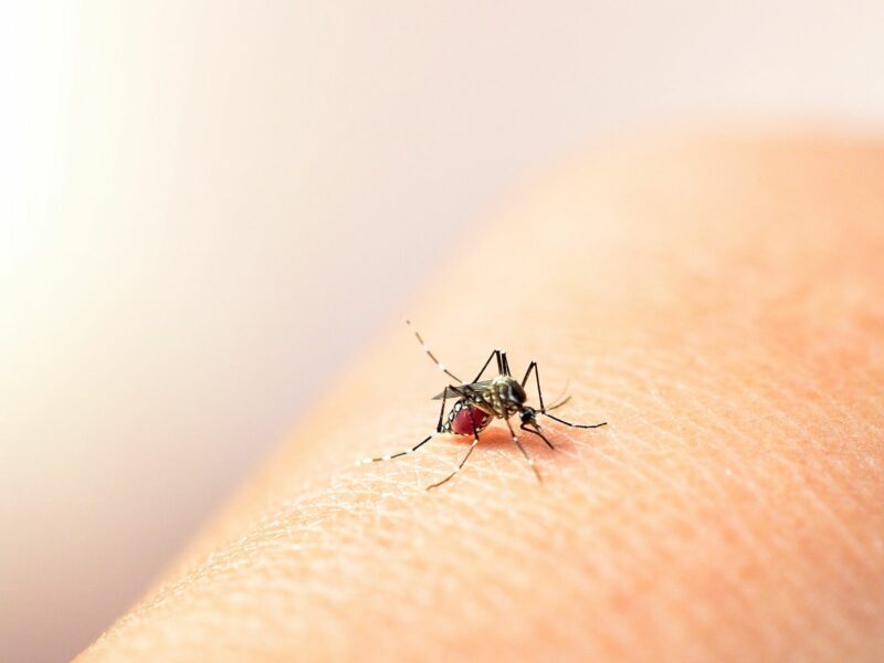 Franja pediátrica, la más afectada por casos de dengue
