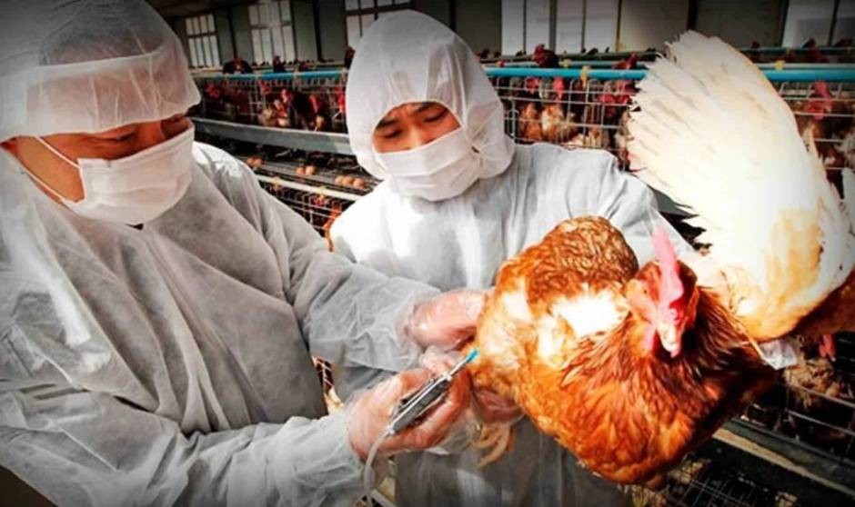 Emiten alerta sanitaria tras confirmación de gripe aviar en Argentina