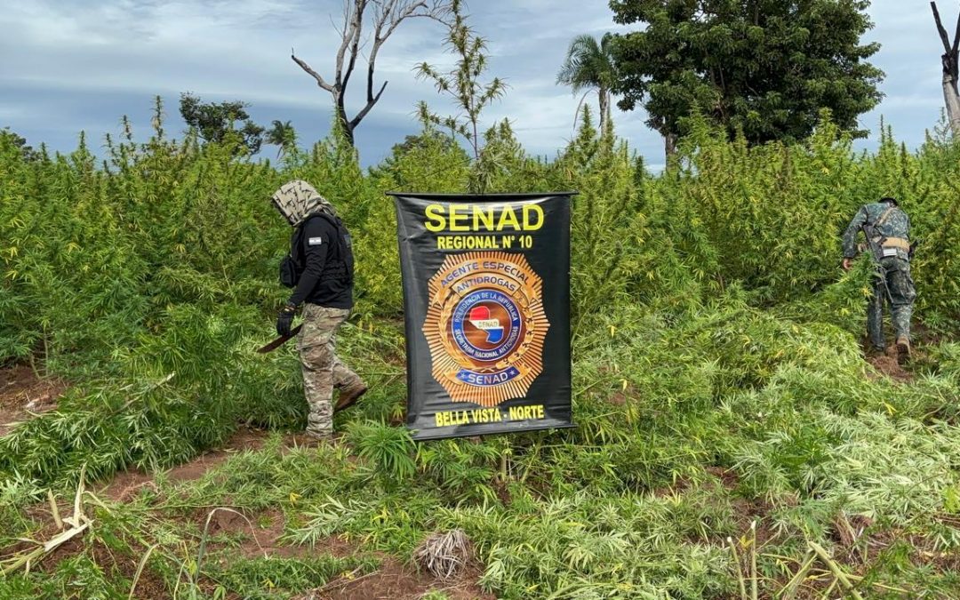 Canindeyú: Senad eliminó más de 25 toneladas de marihuana