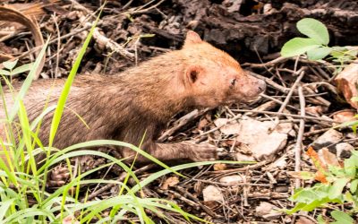 Logran visualizar jagua yvyguy en el Parque Nacional Serranía San Luis