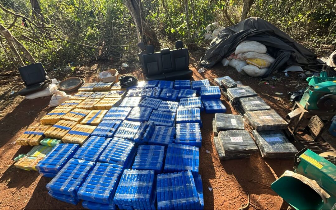 Desmantelan centro clandestino de producción industrial de marihuana