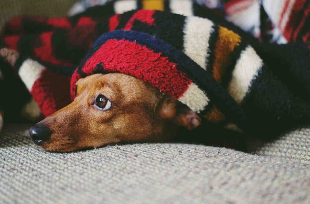 Emiten recomendaciones para el cuidado de mascotas durante días fríos