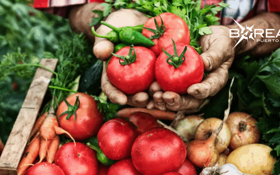 Destacan el crecimiento de la producción frutihortícola en el país