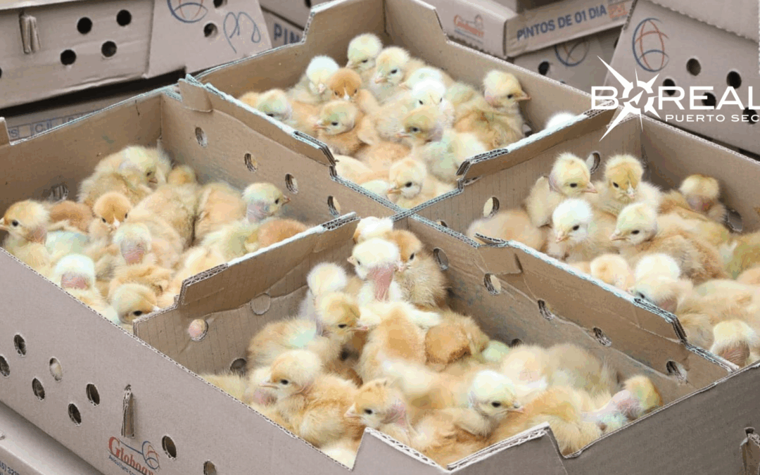 Fortalecen agricultura familiar en Ñeembucú mediante entrega de insumos
