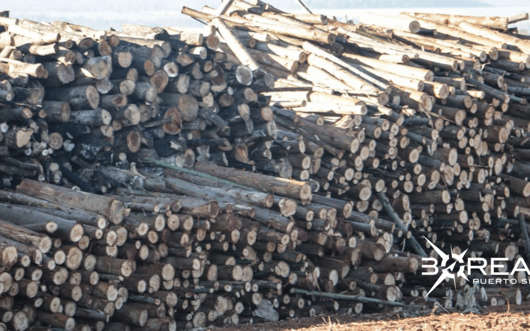 Reportan aumento del 76% en la exportación de madera aserrada