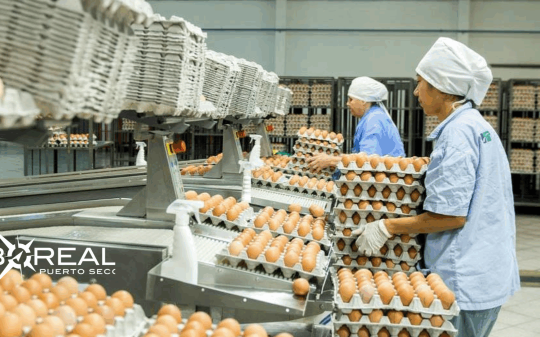 Sector avícola en aumento: la producción supera los 3 millones de huevos por día
