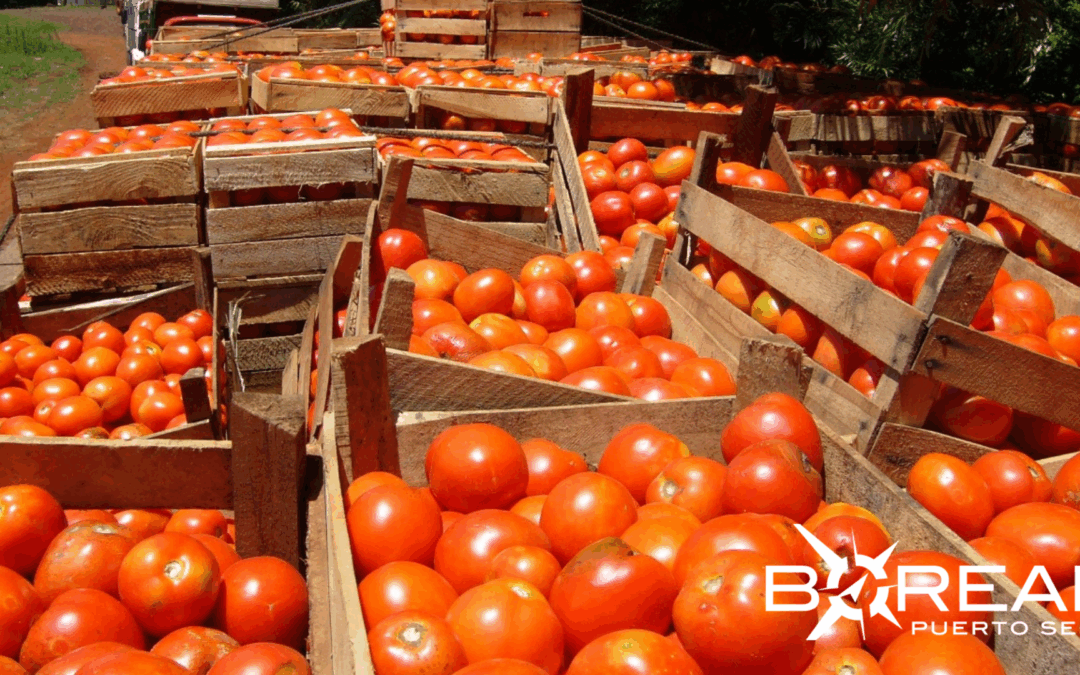 Productores celebran exportación de 30 mil kilos de tomate a Argentina