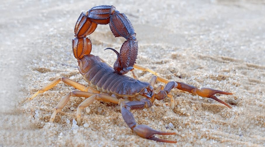 Aparición de alacranes va en aumento: piden extremar cuidados para evitar picaduras