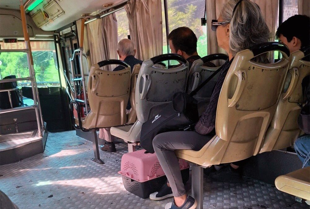 Agentes de la Policía obligaron a una mujer a descender de un bus por viajar con su gato