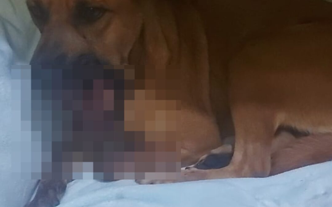 Imputan a adolescente que hirió a perrita con pirotecnia en Areguá