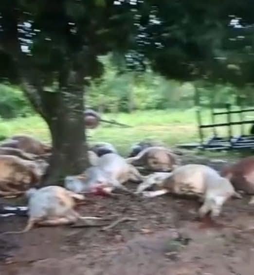 Más de 15 vacas murieron tras caída de un rayo durante temporal en Guairá