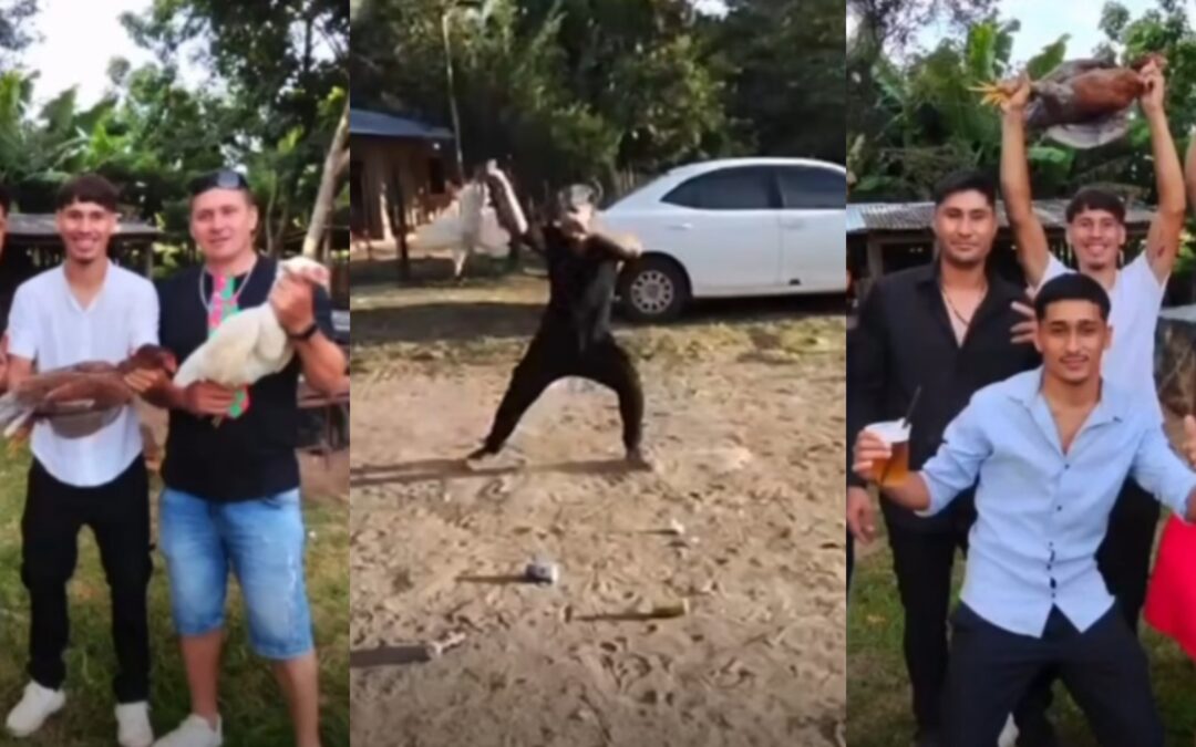 Defensa Animal investiga maltrato a gallos y gallinas en Coronel Oviedo