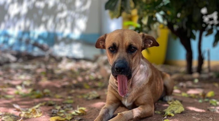 Proyecto de “Ley Canela” busca regular la fabricación, venta y uso de pirotecnias