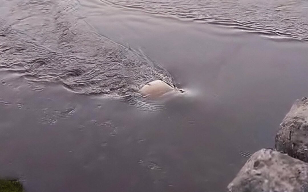 Joven policía se salva de milagro tras caer con su vehículo al río Tebicuary